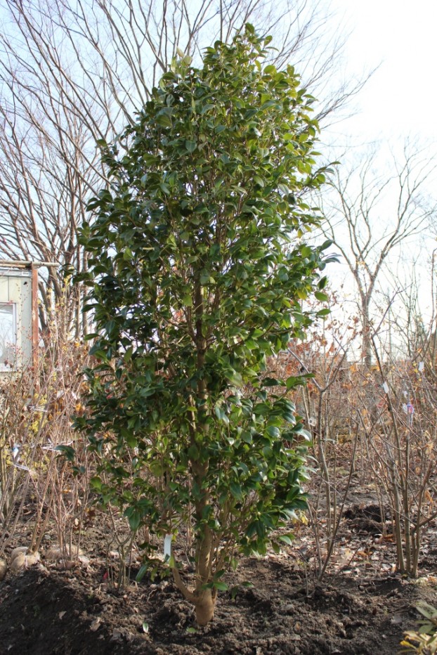 椿　庭木

ツバキ　　大苗　ガーデニング　植木 　樹齢約20～25年 楽天市場】【庭木】 【ツバキ】【椿】 331三河数寄屋侘助 挿し木